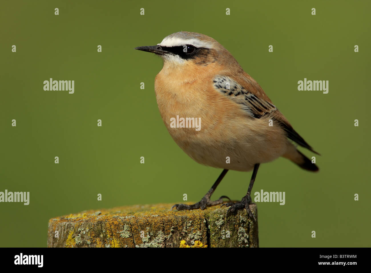 Männliche Grönland Steinschmätzer Oenanthe Oenanthe Leucorhoa, Herbst Gefieder, UK. Stockfoto