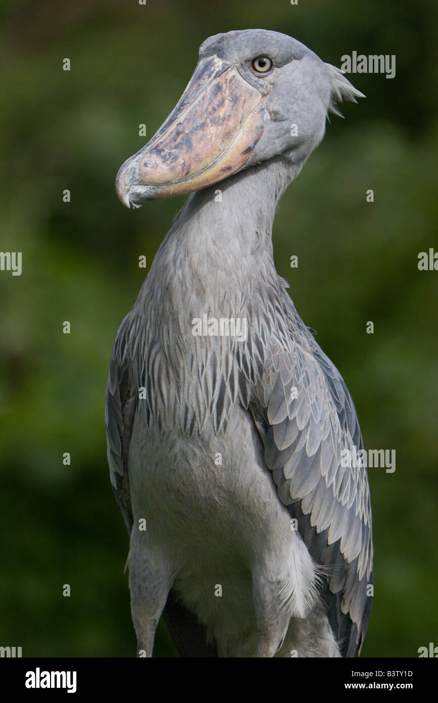 Schuhschnabel Storch Uganda Vogel Stockfoto