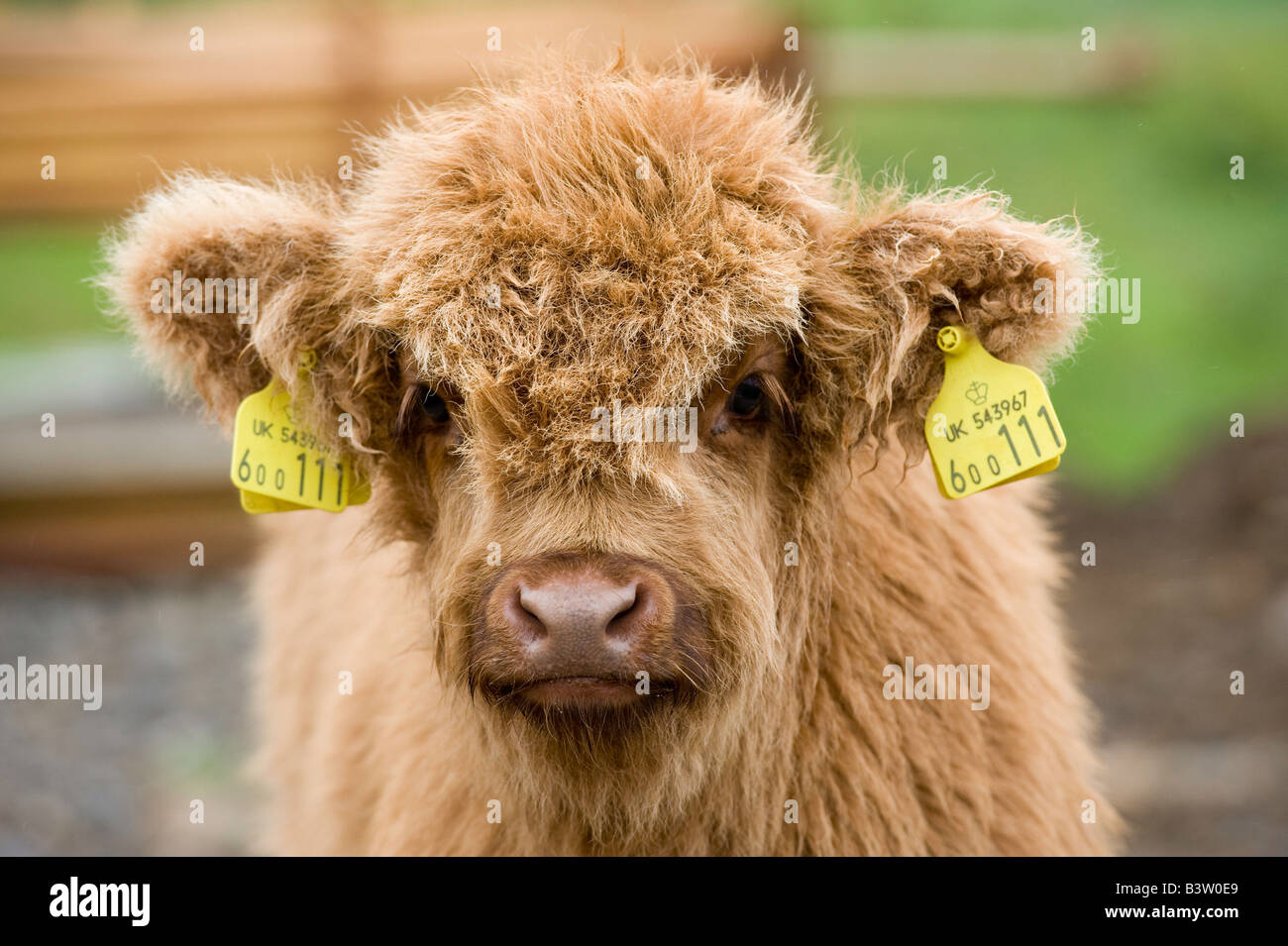 Highland-Kalb mit Ohrmarken für Identifikation Perthshire Schottland Stockfoto