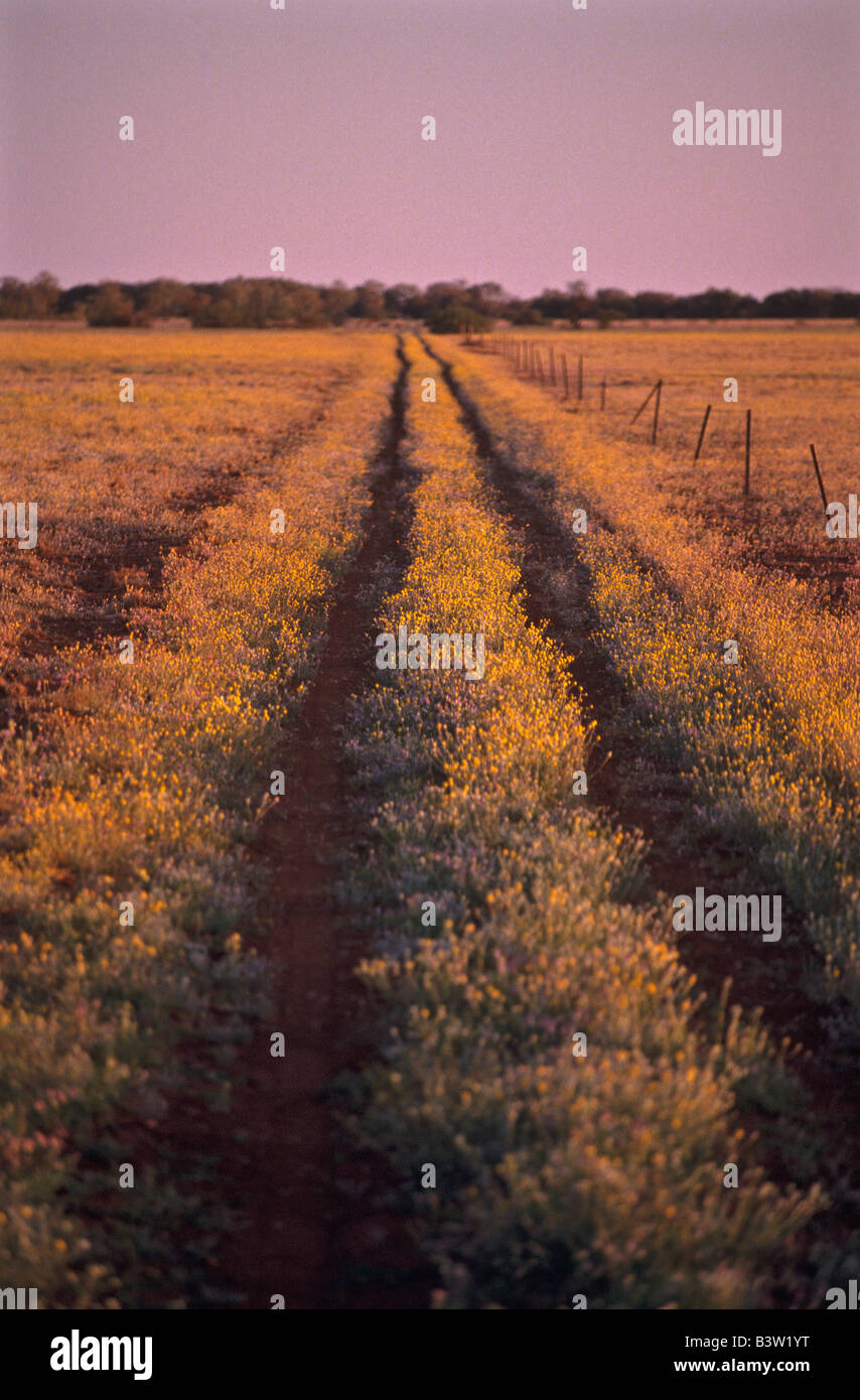 Feldweg, Outback Australien Stockfoto