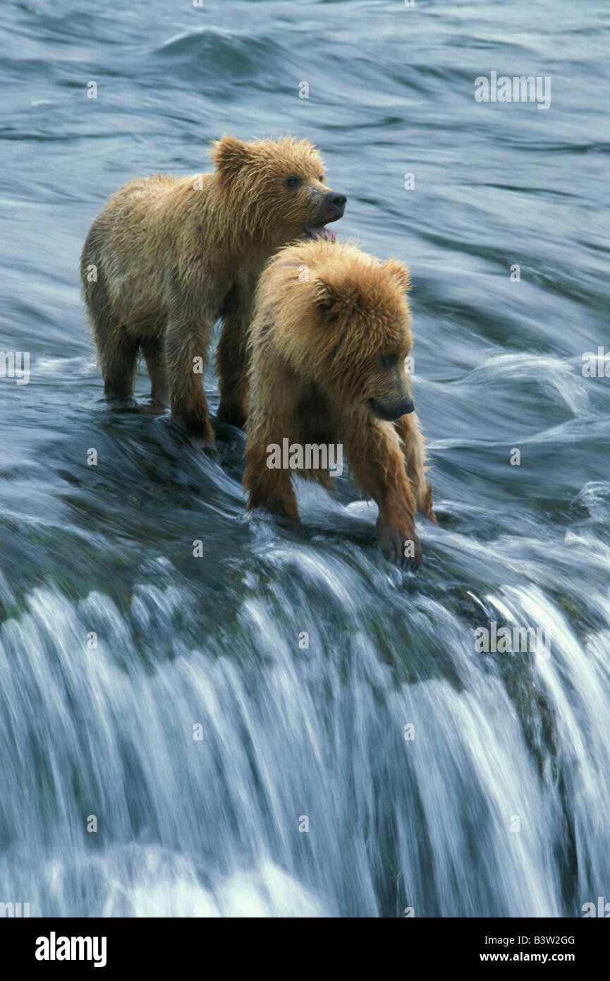 Braunbären (Ursus Arctos) zwei Cubs wartet Angeln Mutter, Brooks Falls, Katmai Nationalpark, Alaska Stockfoto
