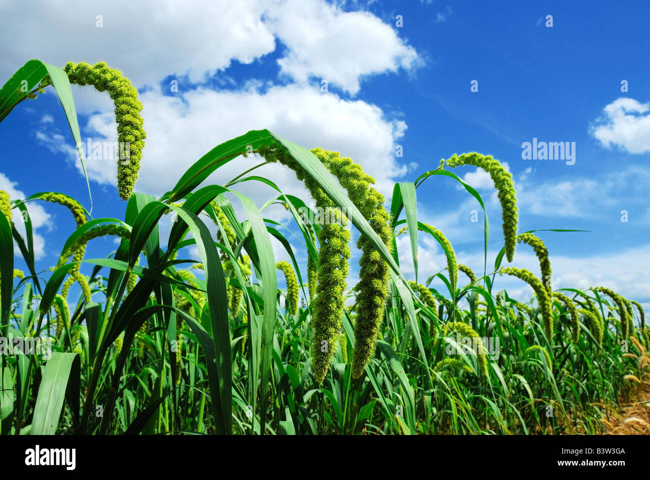 Grüne Hirse mit blauem Himmelshintergrund Stockfoto
