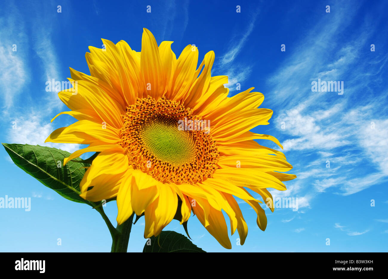 Sonnenblume auf blauen Himmelshintergrund Stockfoto