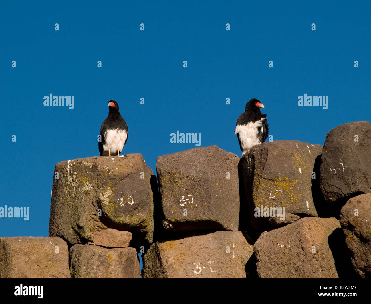 Zwei kleine Vögel, Sillustani, Peru Stockfoto