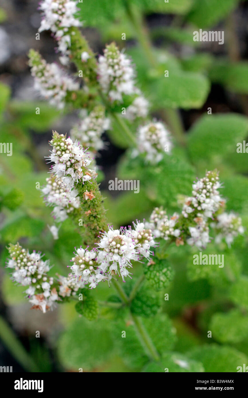 WASSER-MINZE MENTHA AQUATICA Stockfoto