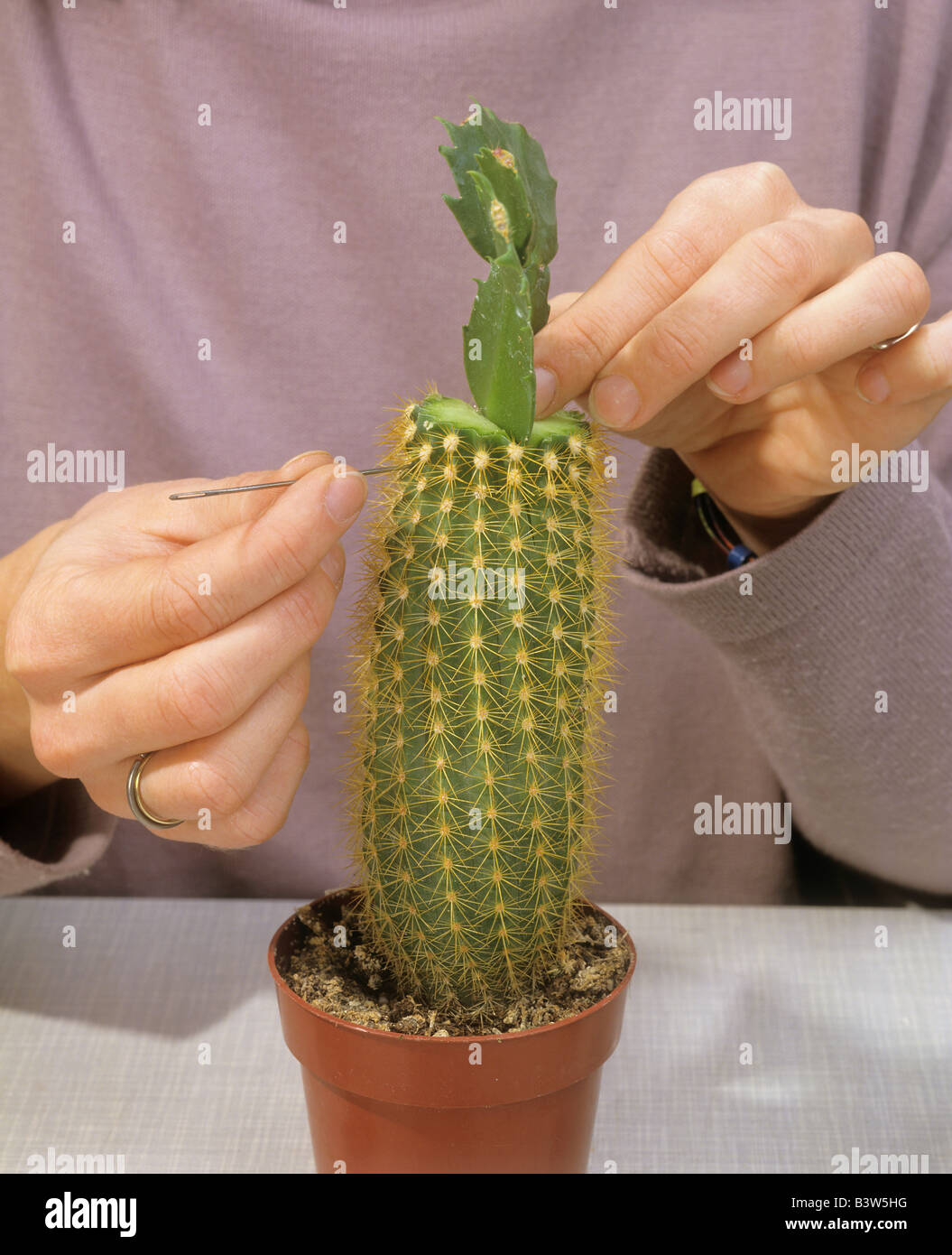 Gepfropfter kaktus -Fotos und -Bildmaterial in hoher Auflsung  Alamy