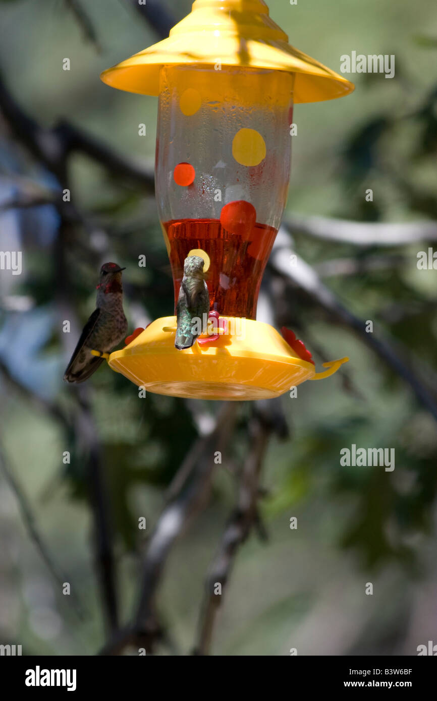 Zwei männliche Kolibris antreten um die Kontrolle über die Zuführung Stockfoto