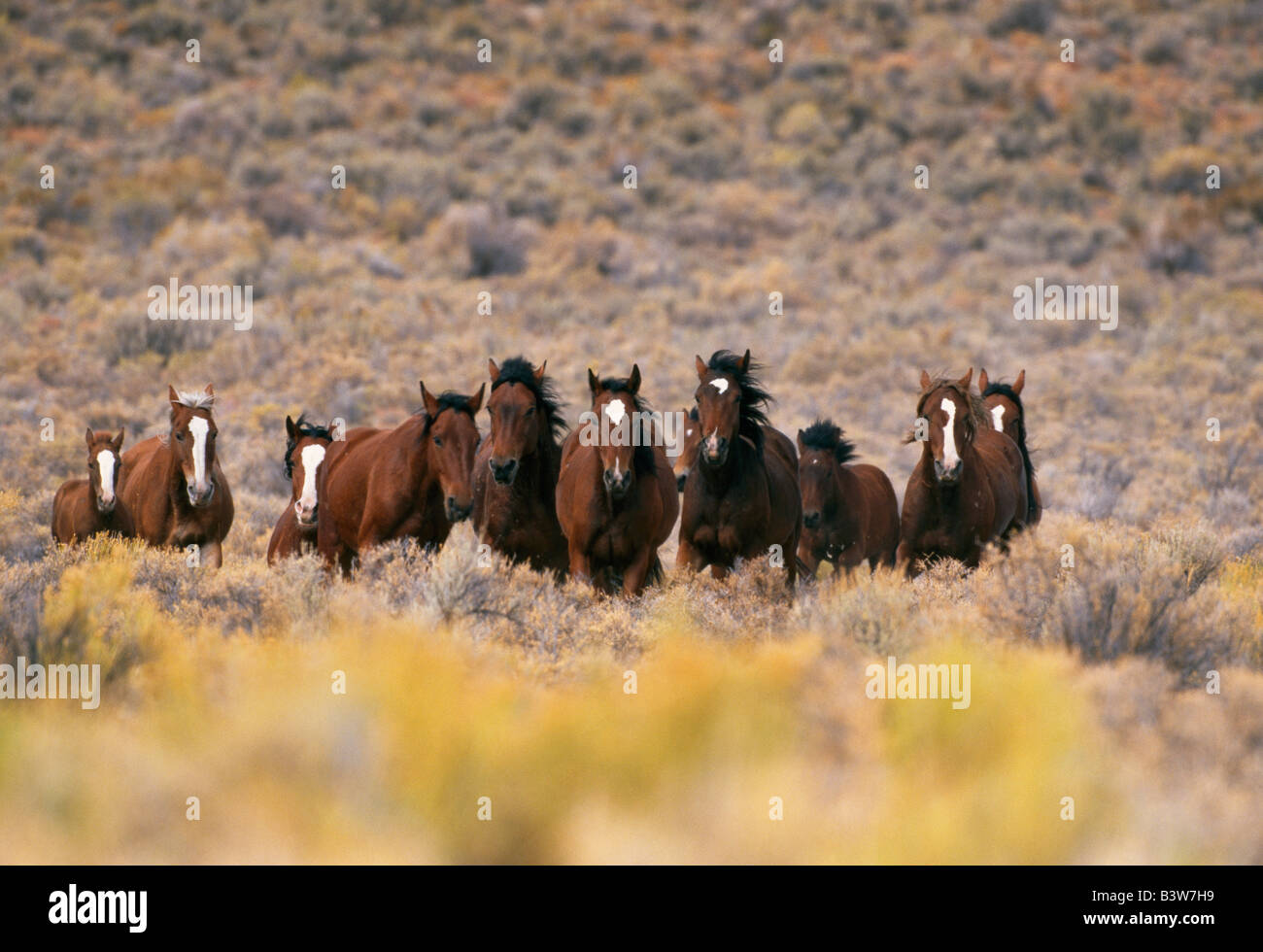 Herde von wilden Pferde galoppieren, hohe Wüste. Stockfoto