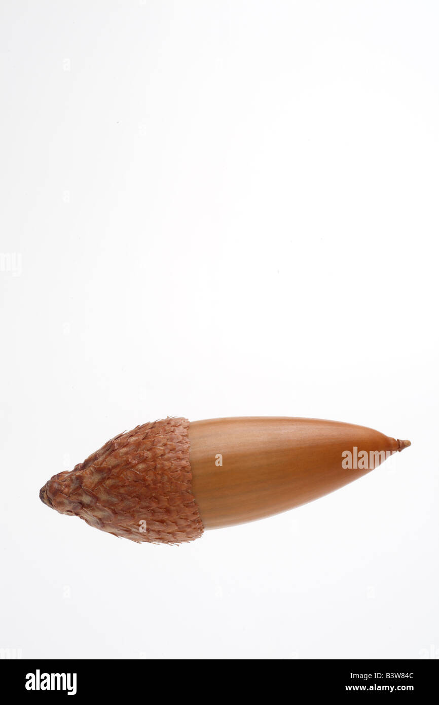 Eiche Eichel Nahaufnahme Stockfoto