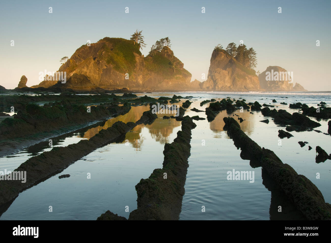 Seastacks am Dawn, Punkt der Bögen, Shi Shi Beach, Olympic Nationalpark, Washington Stockfoto