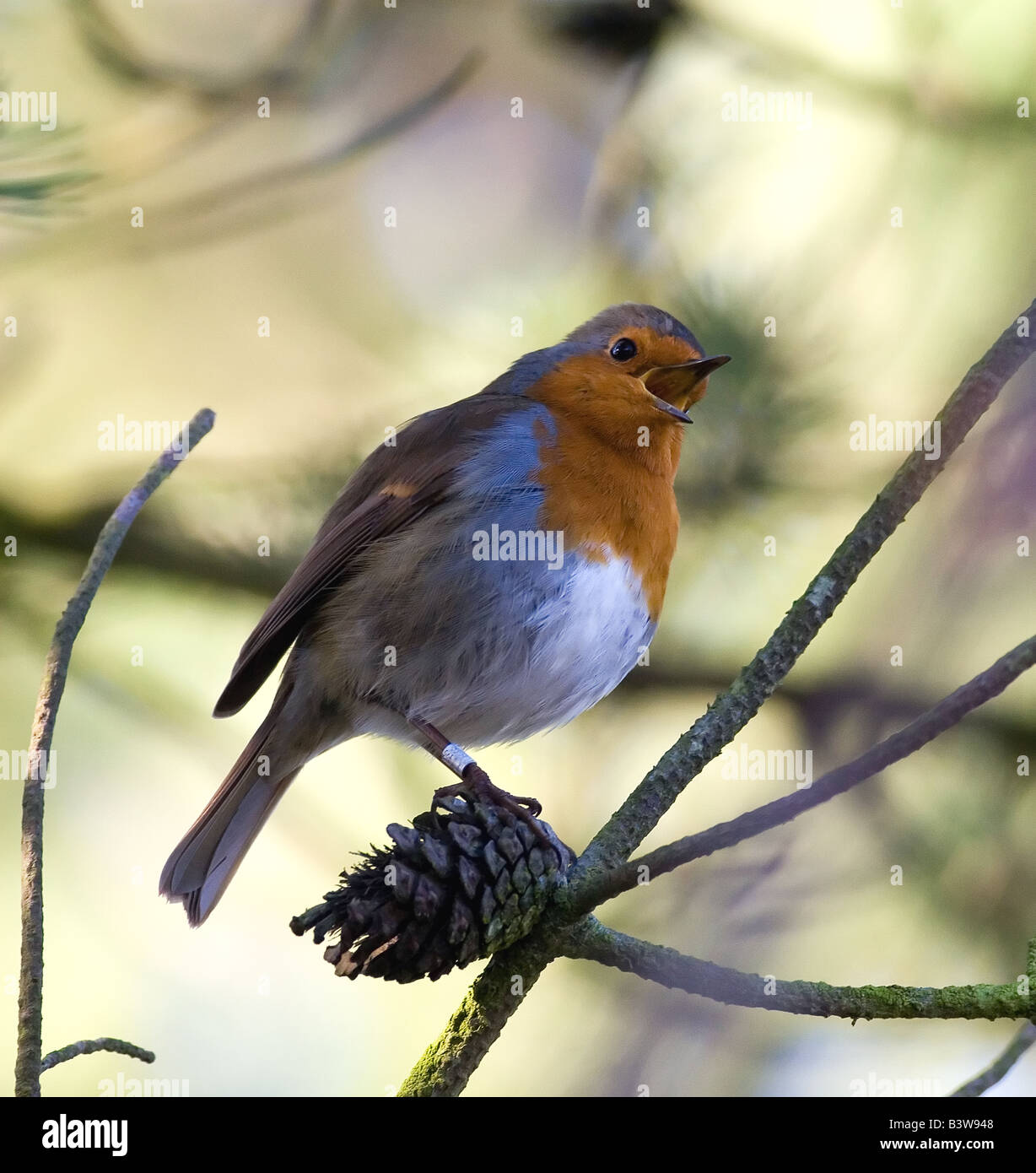 Robin singen Stockfoto