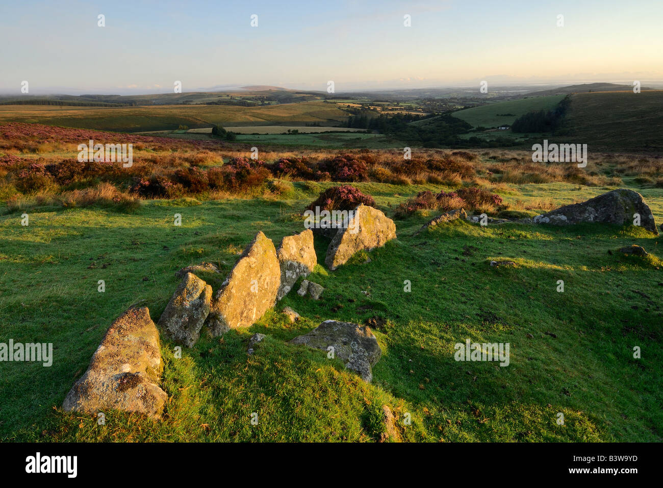 Einen kleinen Steinkreis umgeben von wilder Heide in voller Blüte bei Sonnenaufgang auf Dartmoor National Park in South Devon England Stockfoto