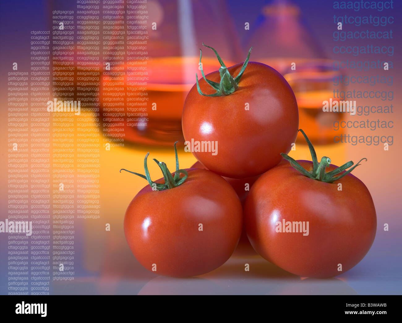 Konzept-Schuss von gentechnisch veränderten Tomaten mit Becher und DNA-Sequenz codes Stockfoto