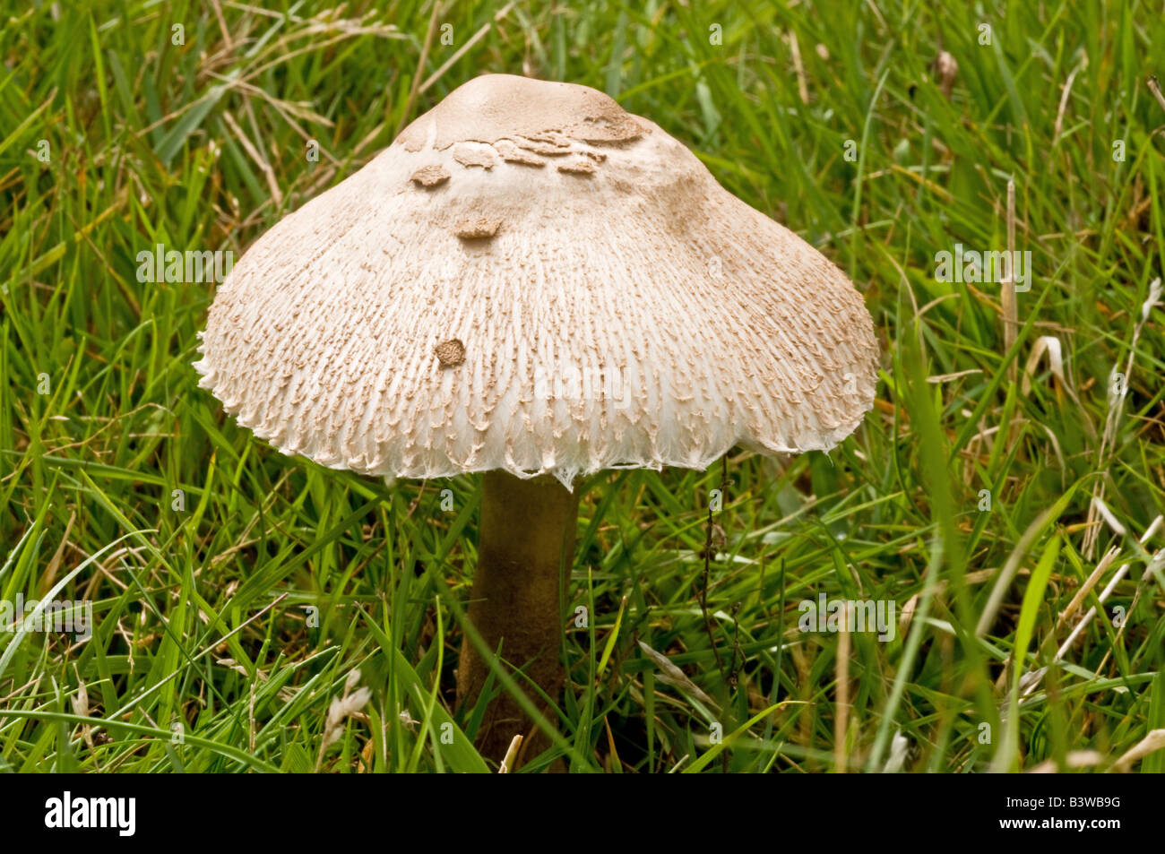 Nahaufnahme Schuss ein Parasol-Pilz auf grasbewachsenen Hochebene der Selworthy Leuchtturm in Somerset Stockfoto
