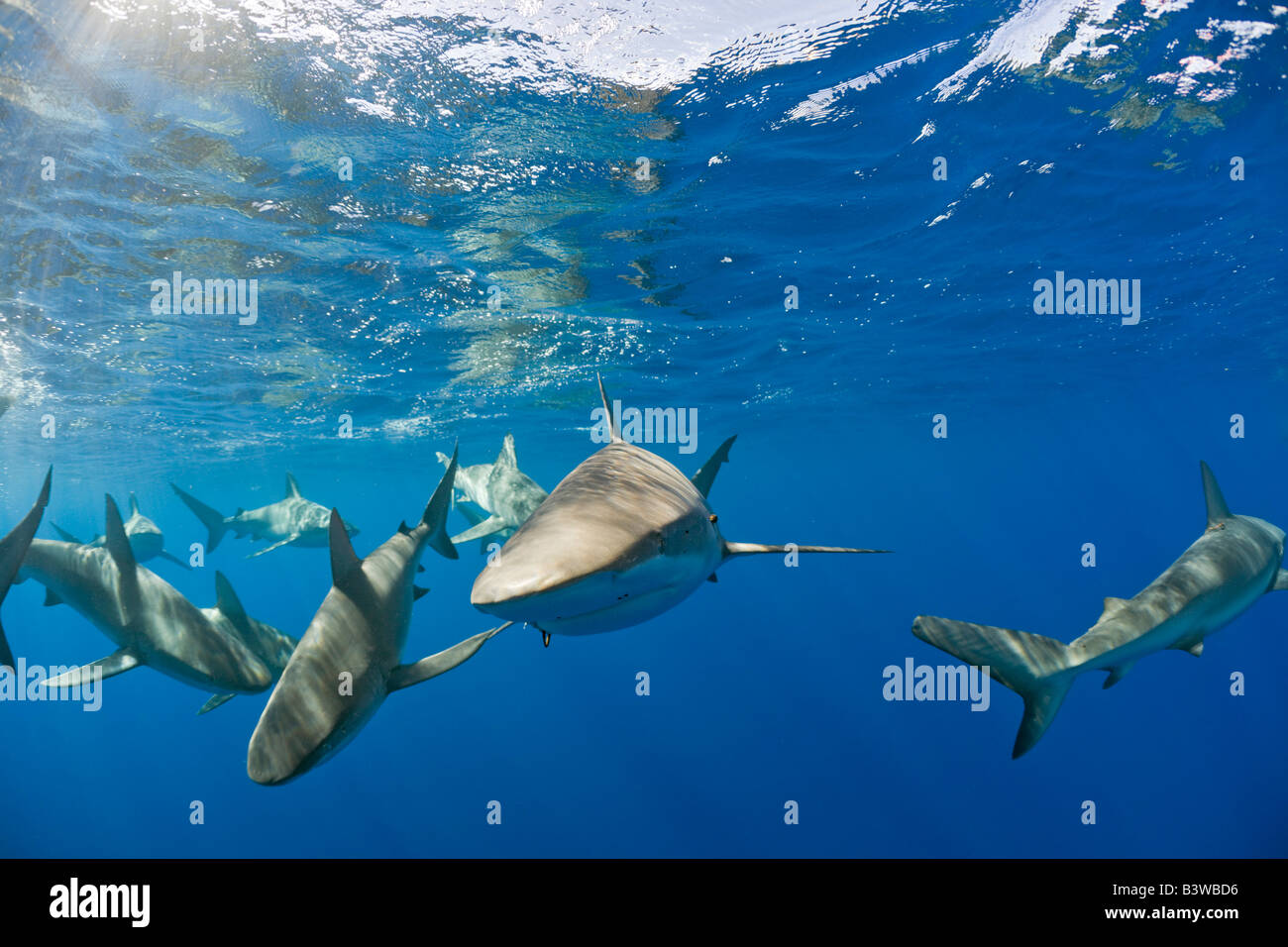 Galapagos Haie Carcharhinus Galapagensis Oahu Pazifik Hawaii USA Stockfoto