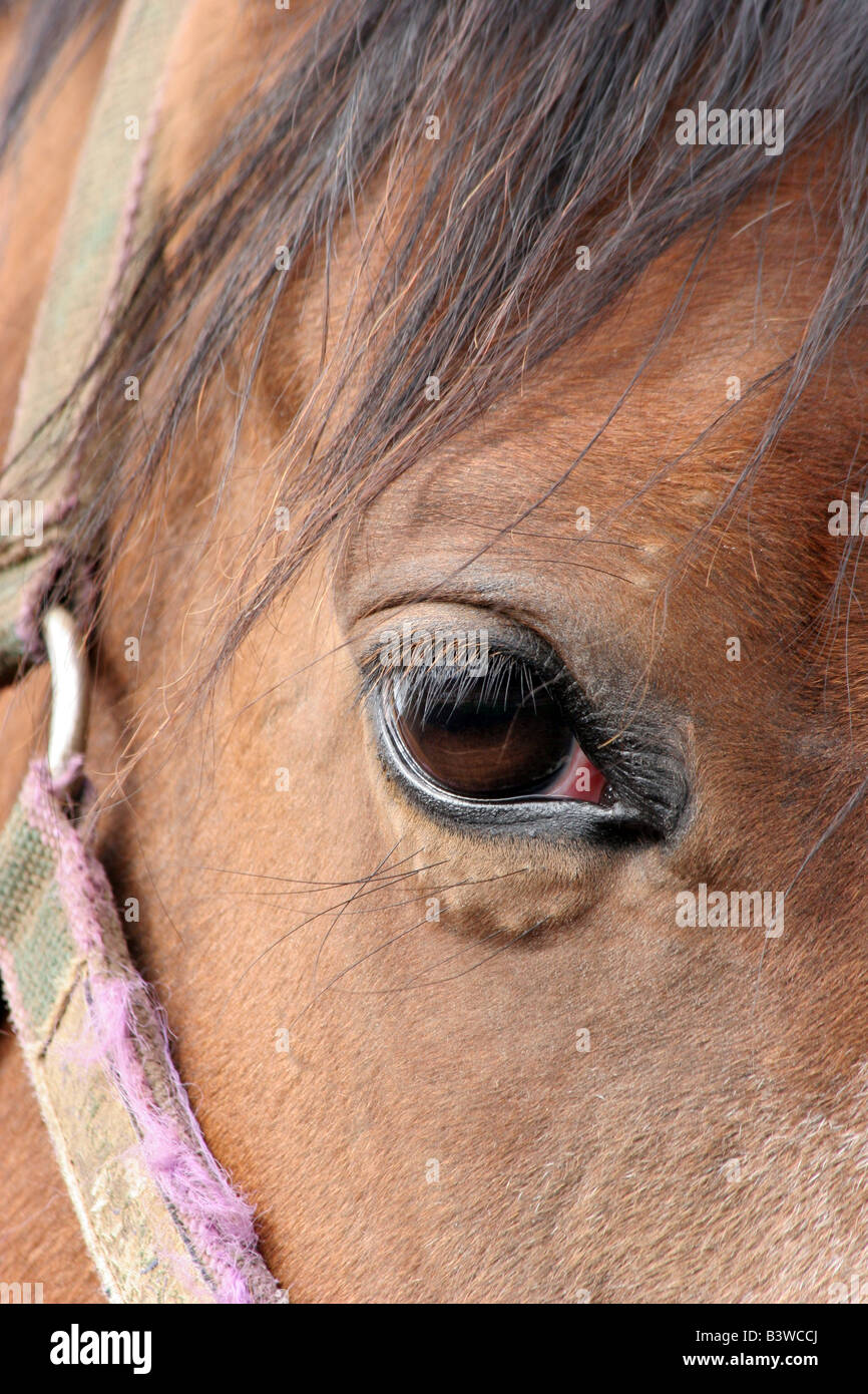 Nahaufnahme von einem Pferde-Auge Stockfoto