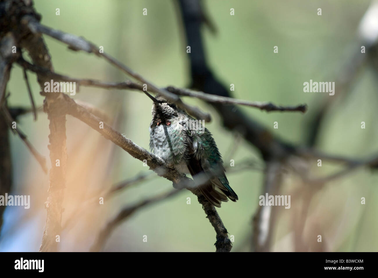 Eine männliche Kolibri ruht auf einem Bein, warten auf ein anderes Männchen, die Zuführung zu verlassen Stockfoto