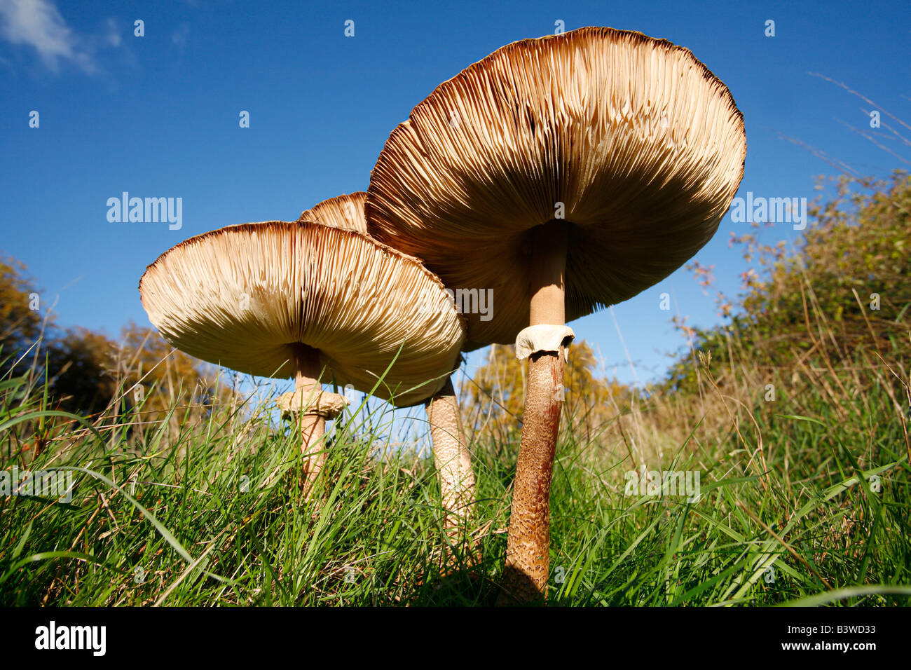 Parasol (Macrolepiota Procera) Pilz im Grünland.  England, UK. Stockfoto