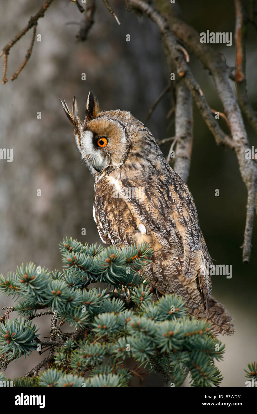 Schottland, Cairngorms NP.  Lange Eared Owl (Asio Otus) in Zeder. Stockfoto