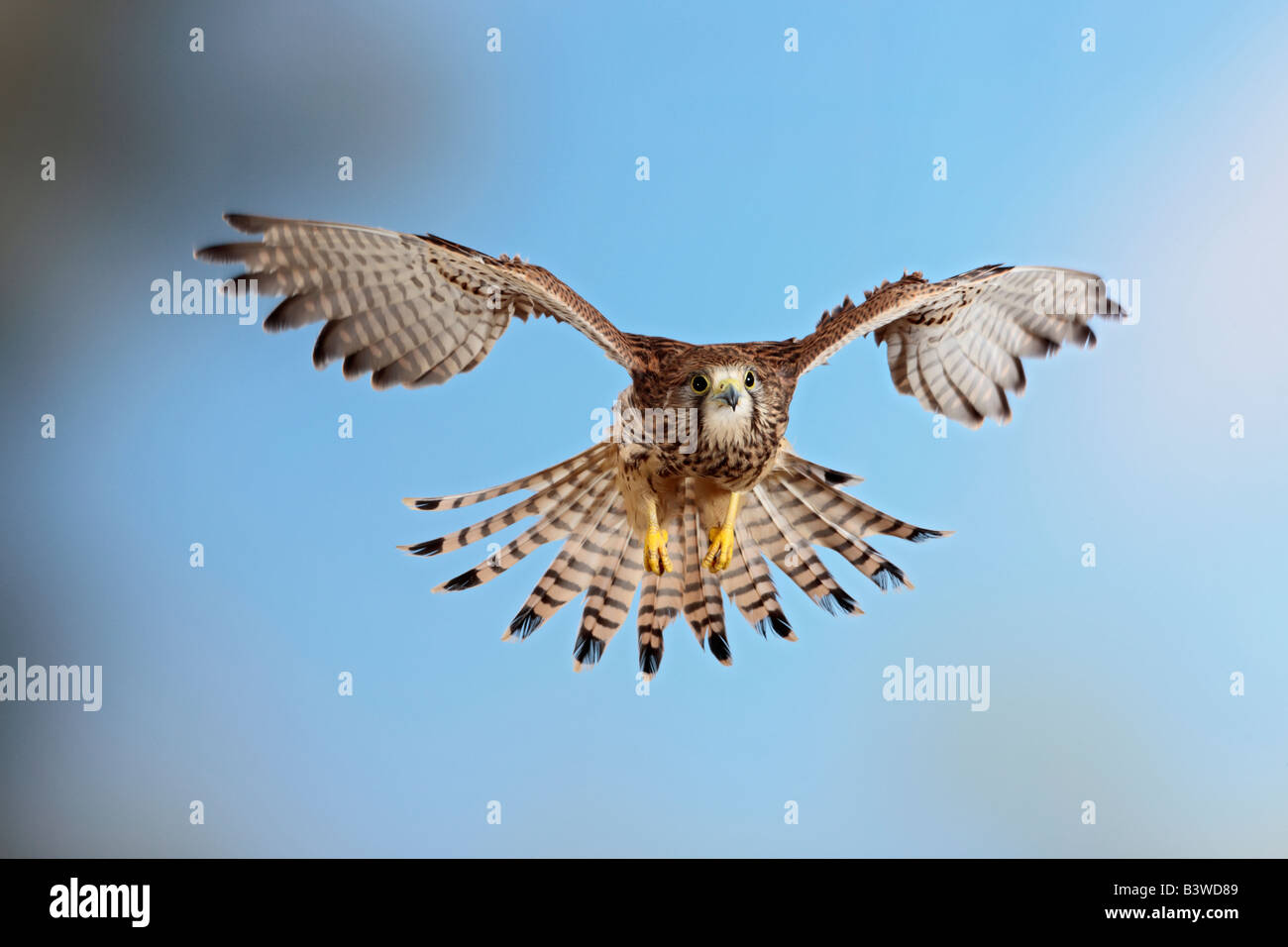 Turmfalken Falco Tinnunculus im Flug Potton Bedfordshire Stockfoto