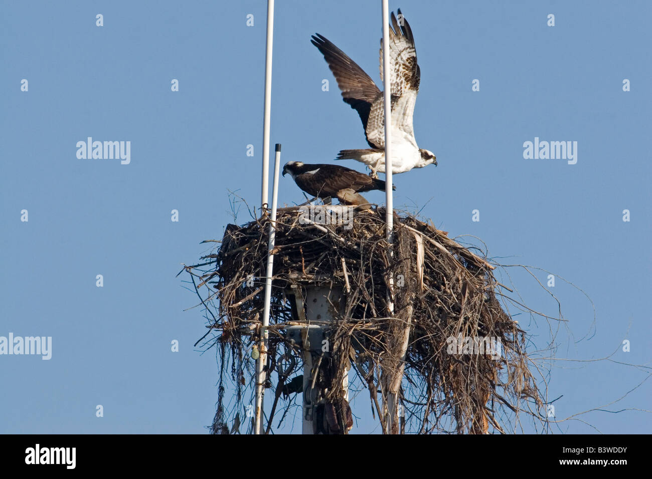 Paar der Fischadler auf Nest gebaut, an der Spitze der Mast des Schiffes im Hafen von San Diego. Stockfoto