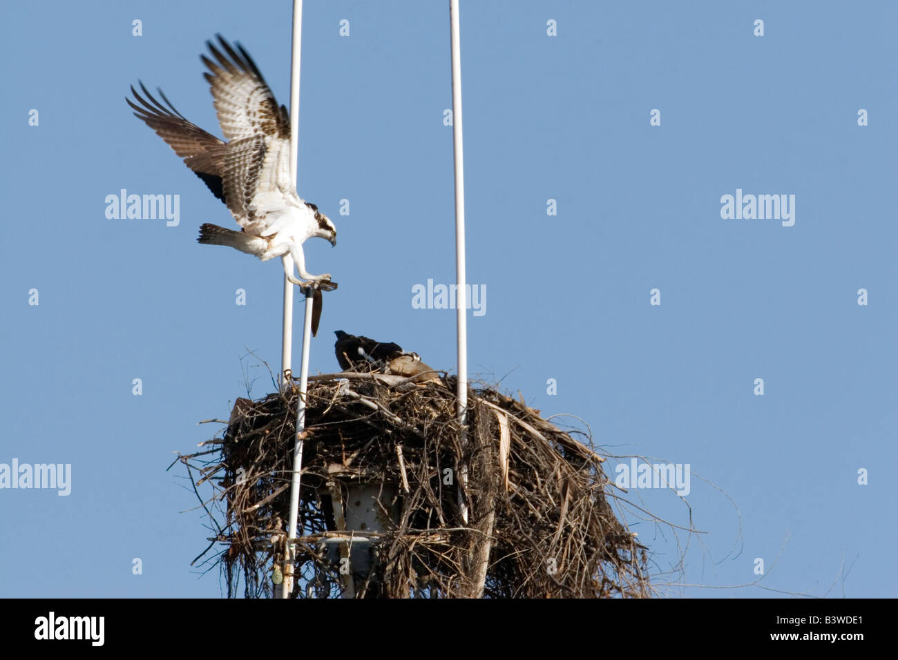 Paar der Fischadler auf Nest gebaut, an der Spitze der Mast des Schiffes im Hafen von San Diego. Stockfoto