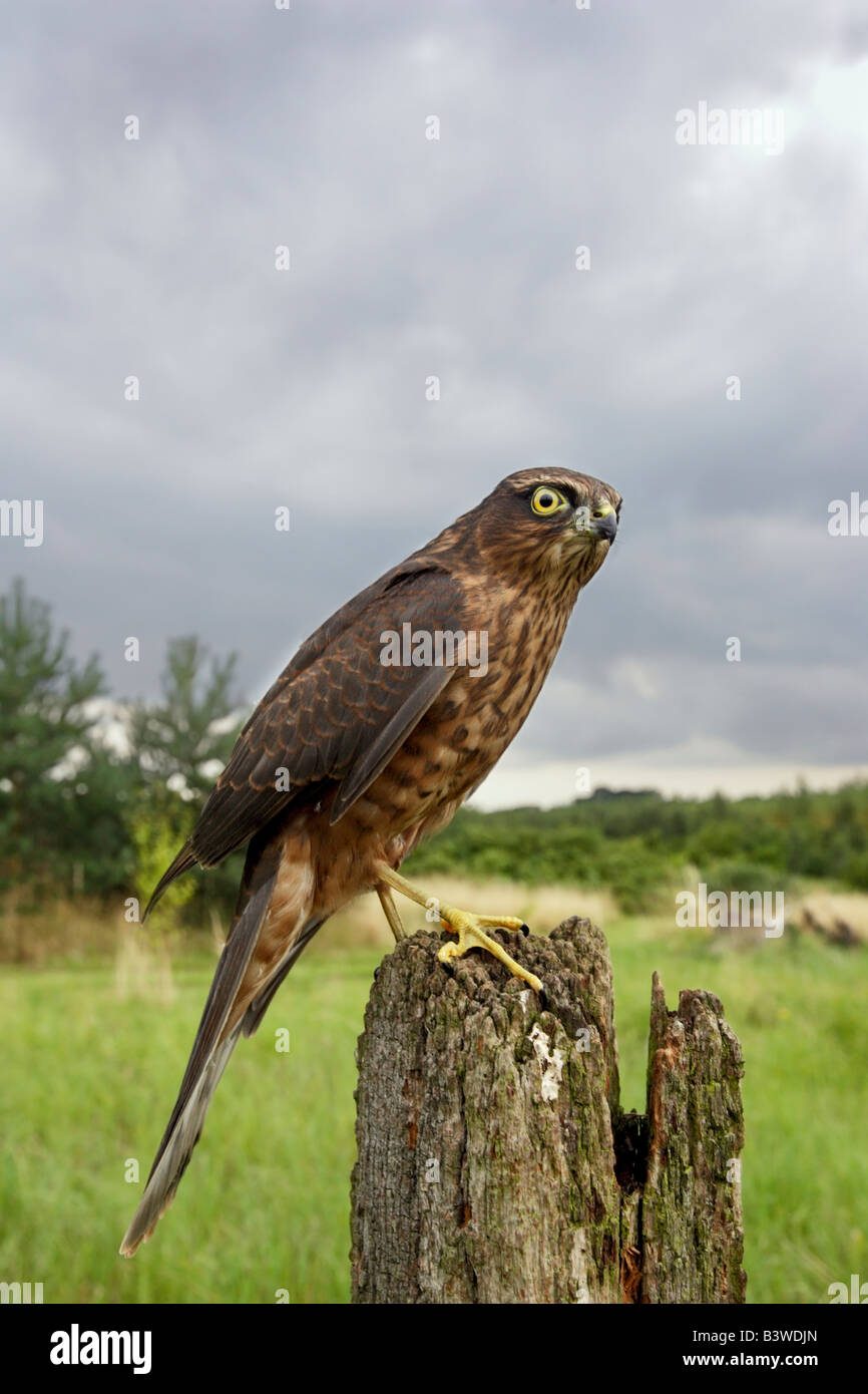 Sparrowhawk Accipiter Nisus auf Post Weitwinkel Potton Bedfordshire Stockfoto