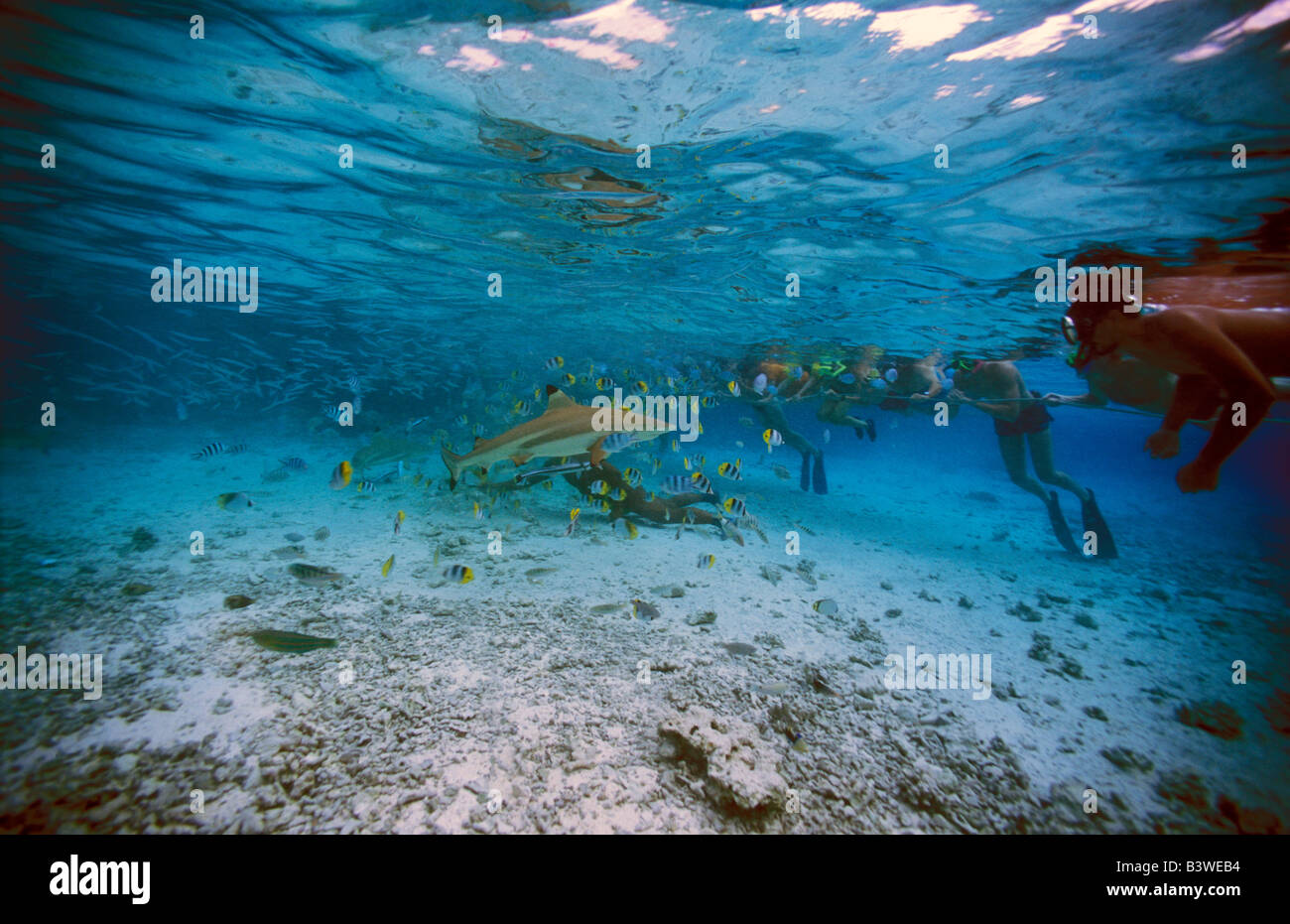 Ozeanien, Französisch-Polynesien, Borabora. Schnorcheln mit Schwarzspitzen Haie. Stockfoto