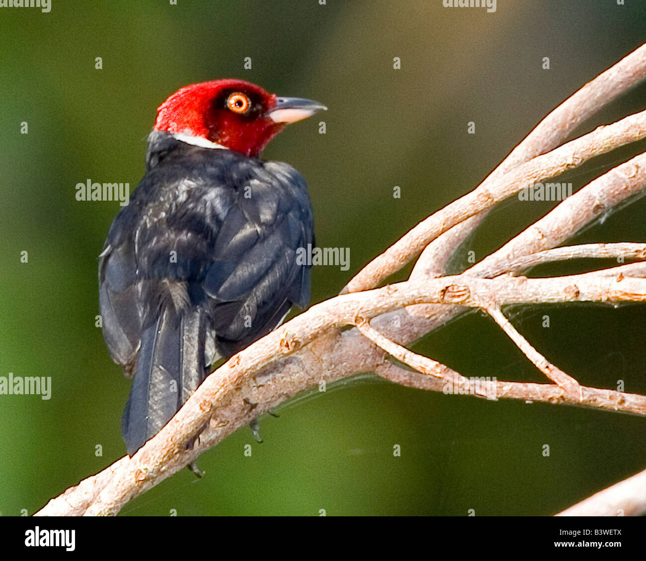 Südamerika, Brasilien, Pantanal, San Francisco Ranch. Rot-capped Kardinal am Leib. Stockfoto