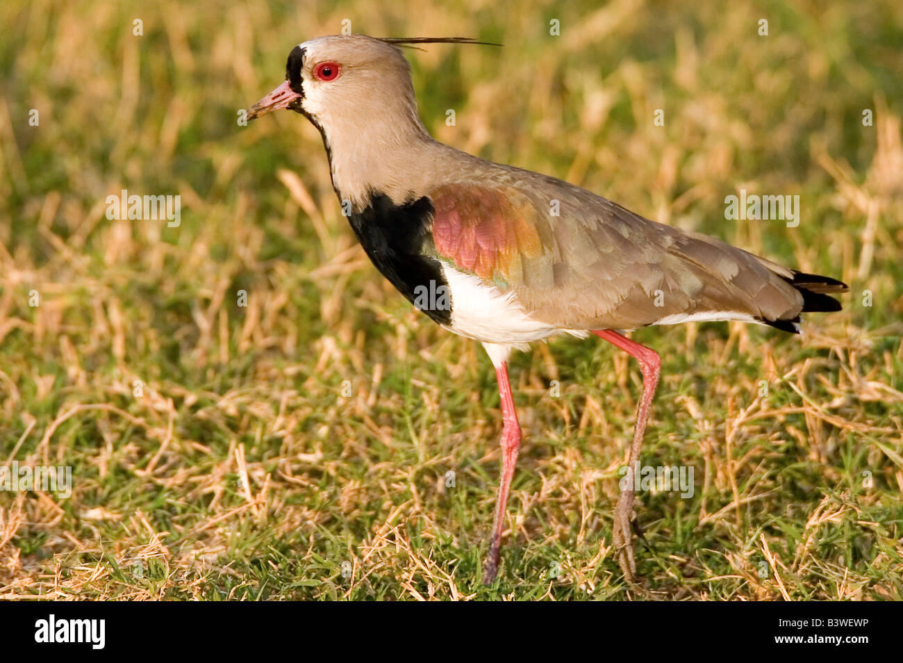 Südamerika, Brasilien, Pantanal. Südlichen Kiebitz Gras gehen. Stockfoto