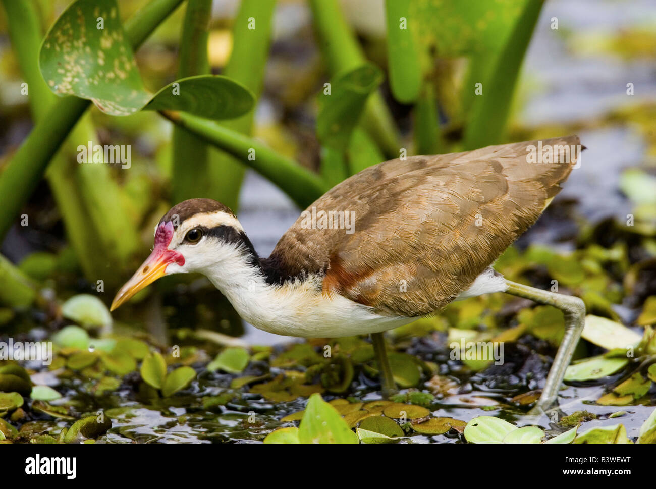 Südamerika, Brasilien, Pantanal. Wattled Blatthühnchen im Sumpf waten. Stockfoto