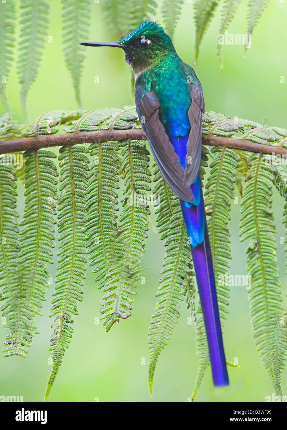 Südamerika, Ecuador. Violett-tailed Sylph auf Farn Zweig. Stockfoto