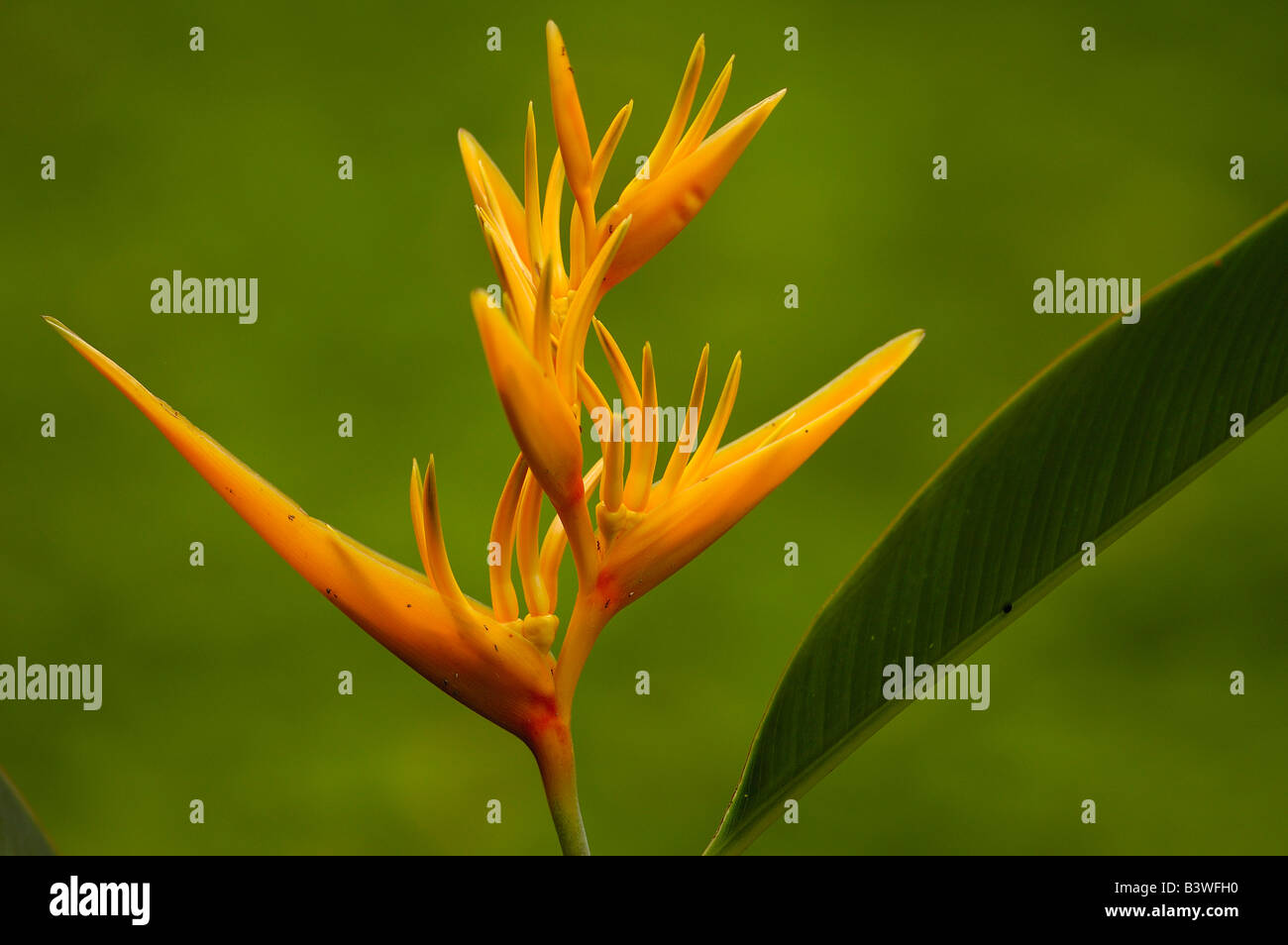 Heliconia Blume (Heliconia sp.) Amazonas-Regenwald. Ecuador. Südamerika Stockfoto