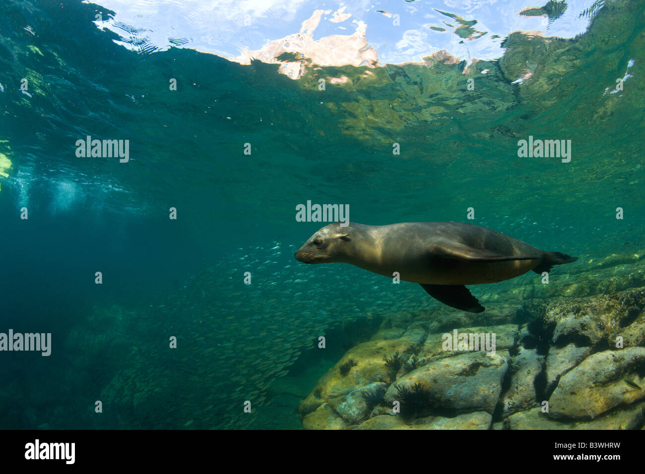 Insel Kalifornien Seelöwen, Los Islotes Marine bewahren, Espiritu Santo, in der Nähe von La Paz, Bereich, Baja California, Mexiko Stockfoto