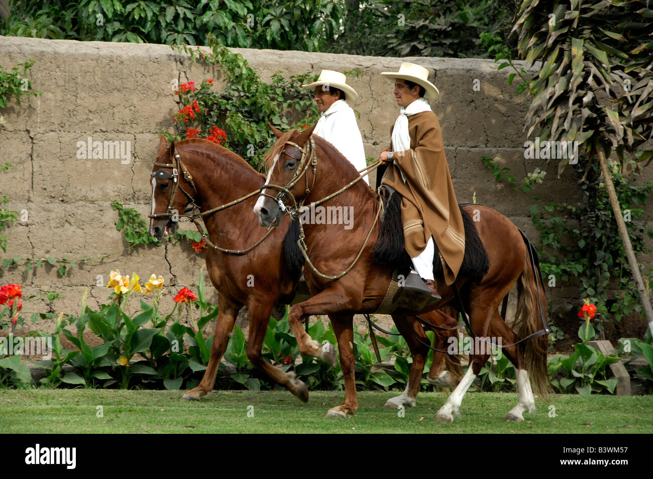 Südamerika, Peru, Lima. Historischen peruanischen Paso Horse Ranch, Chacra Tres Canas. Eigenschaft & Modell veröffentlicht. Stockfoto