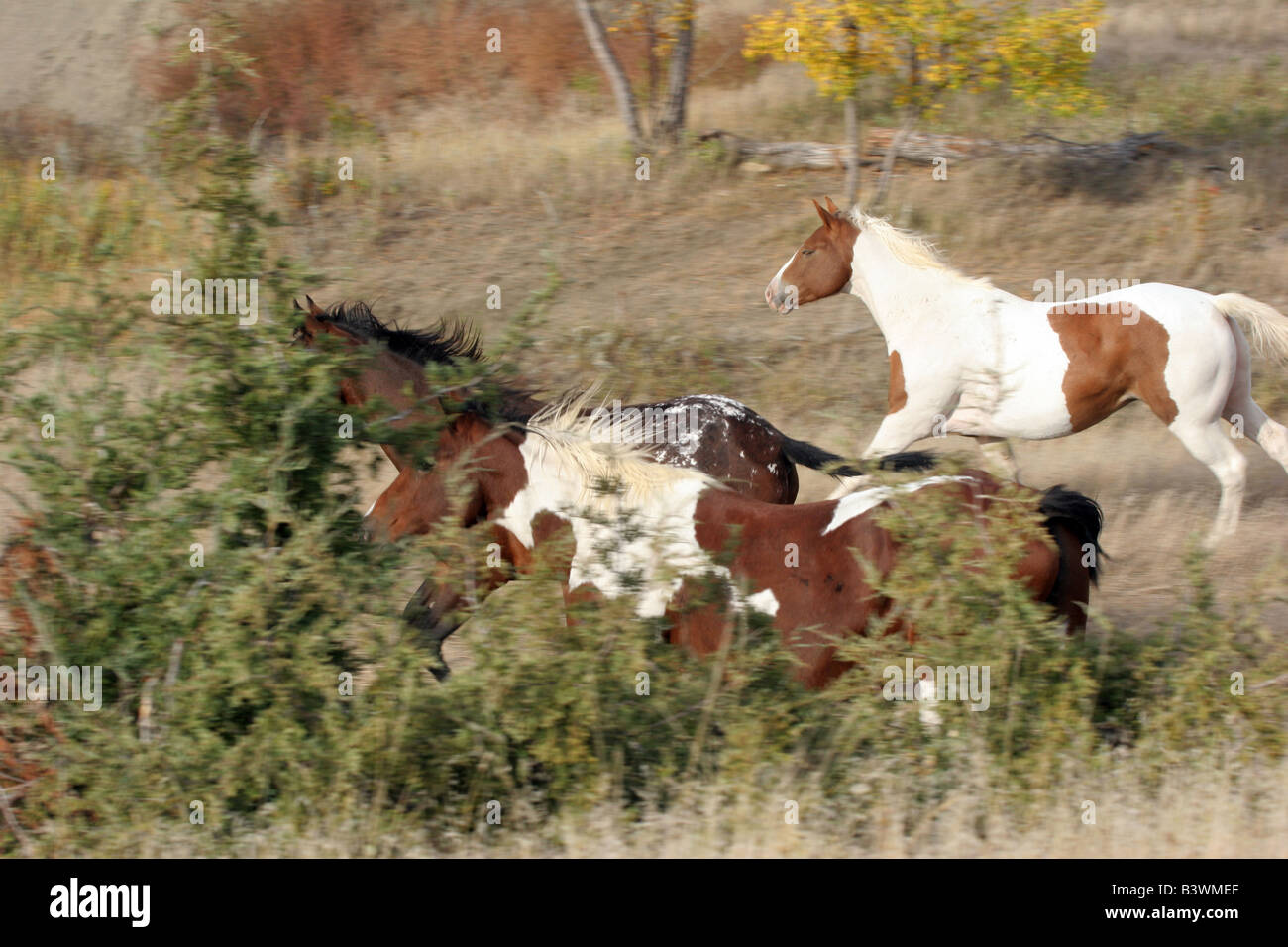 Indischen Ponys ausführen in der Prärie von South Dakota Stockfoto