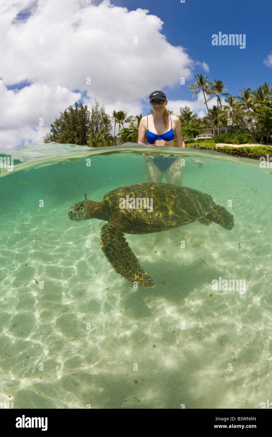 Grüne Schildkröte und touristischen Chelonia Mydas Oahu Pazifik Hawaii USA Stockfoto