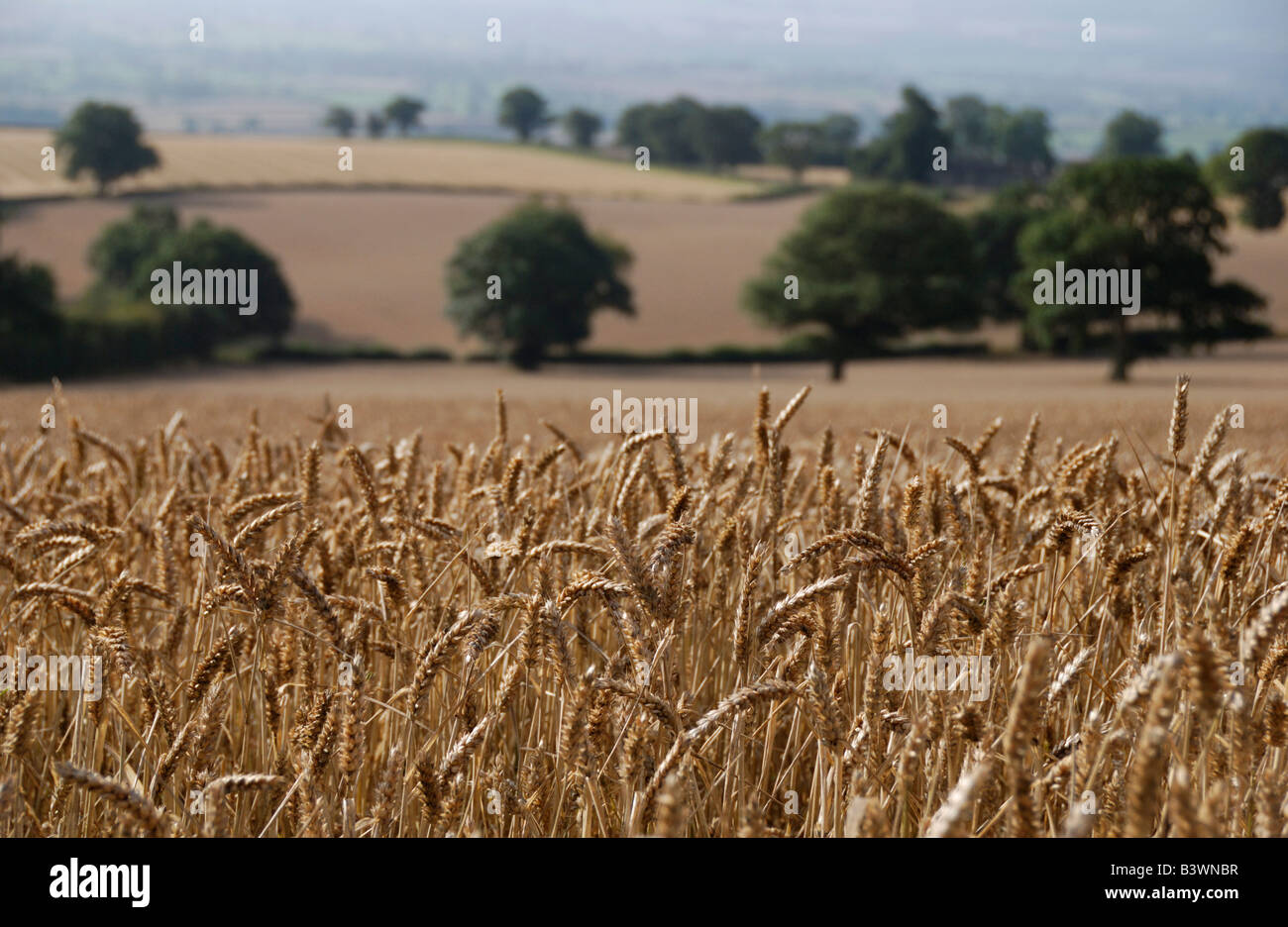 Weizenfeld Callow Hill Shropshire Stockfoto