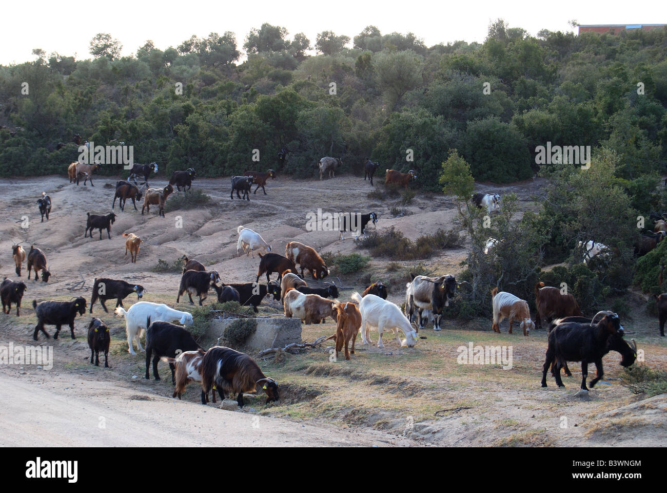 Ziegenherde im gebirgigen Landesinneren Halbinsel Sithonia, Chalkidiki, Zentralmakedonien, Griechenland Stockfoto