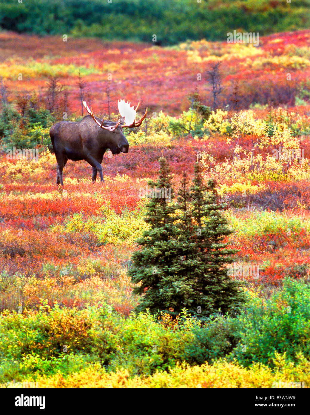 USA, Alaska, Denali National Park. Bull Moose und Herbst Tundra im Denali National Park. Stockfoto