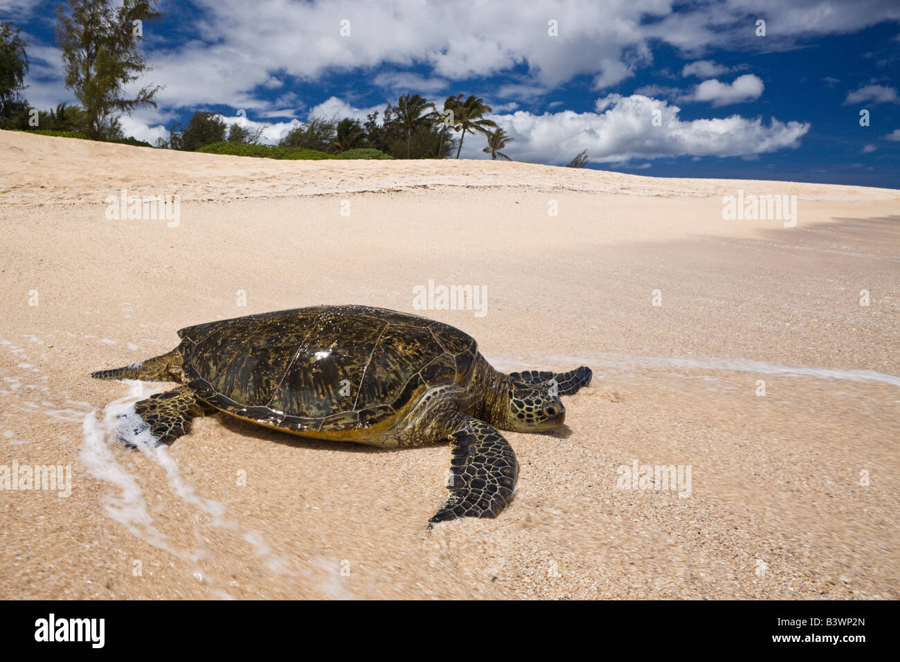 Grüne Schildkröte in Haleiwa Beach Park Chelonia Mydas Oahu Pazifik Hawaii USA Stockfoto