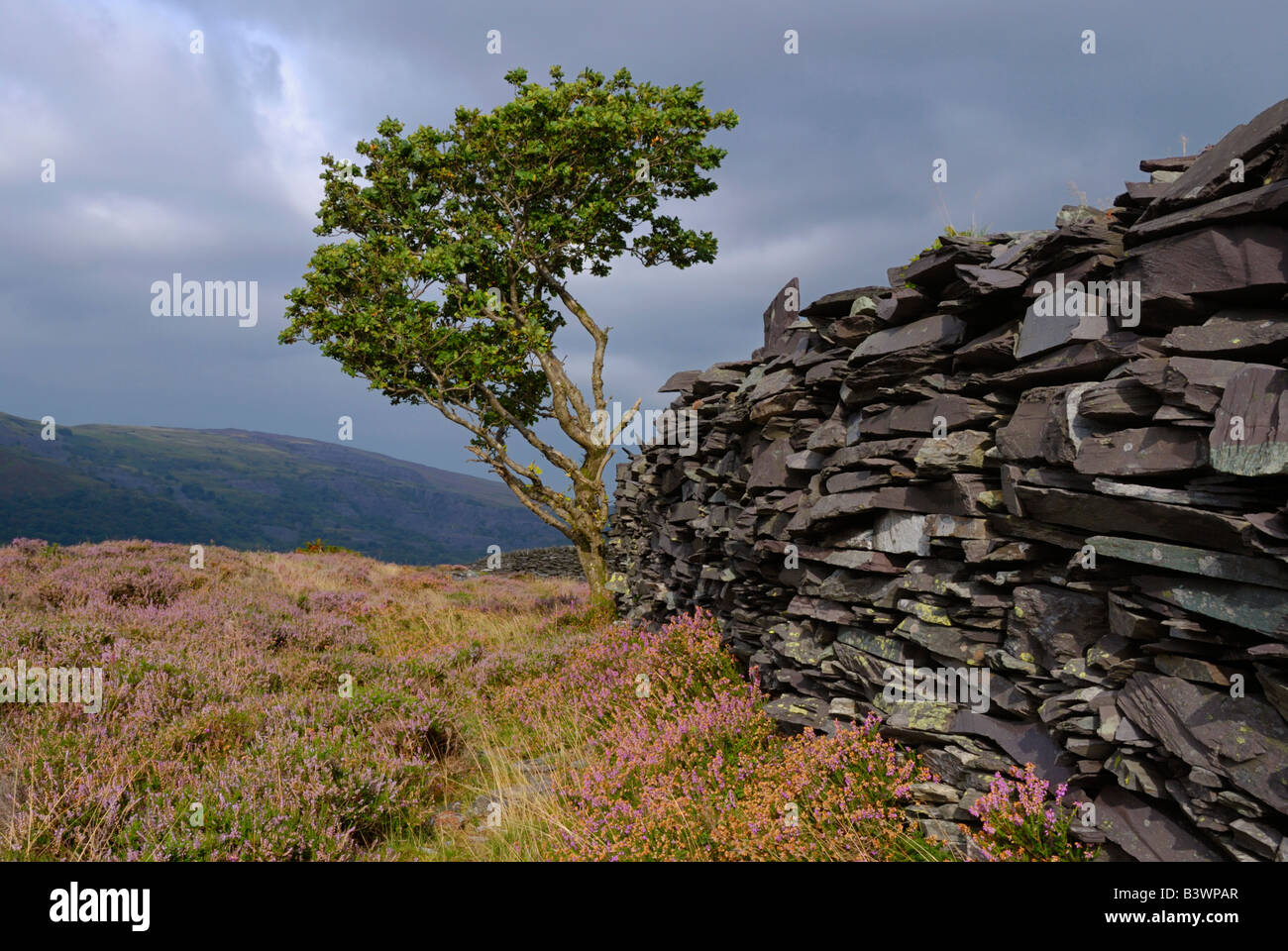 Baum und Schiefer Wand Padarn Country park Llanberis Wales Stockfoto