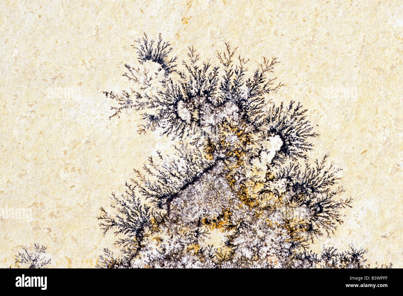 Mangan-Dendriten auf einer Limesone Ebene, Bettwäsche Stockfoto