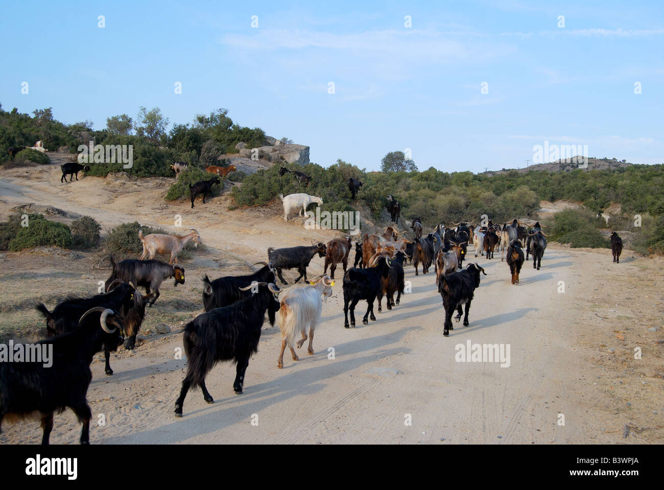 Ziegenherde im gebirgigen Landesinneren Halbinsel Sithonia, Chalkidiki, Zentralmakedonien, Griechenland Stockfoto
