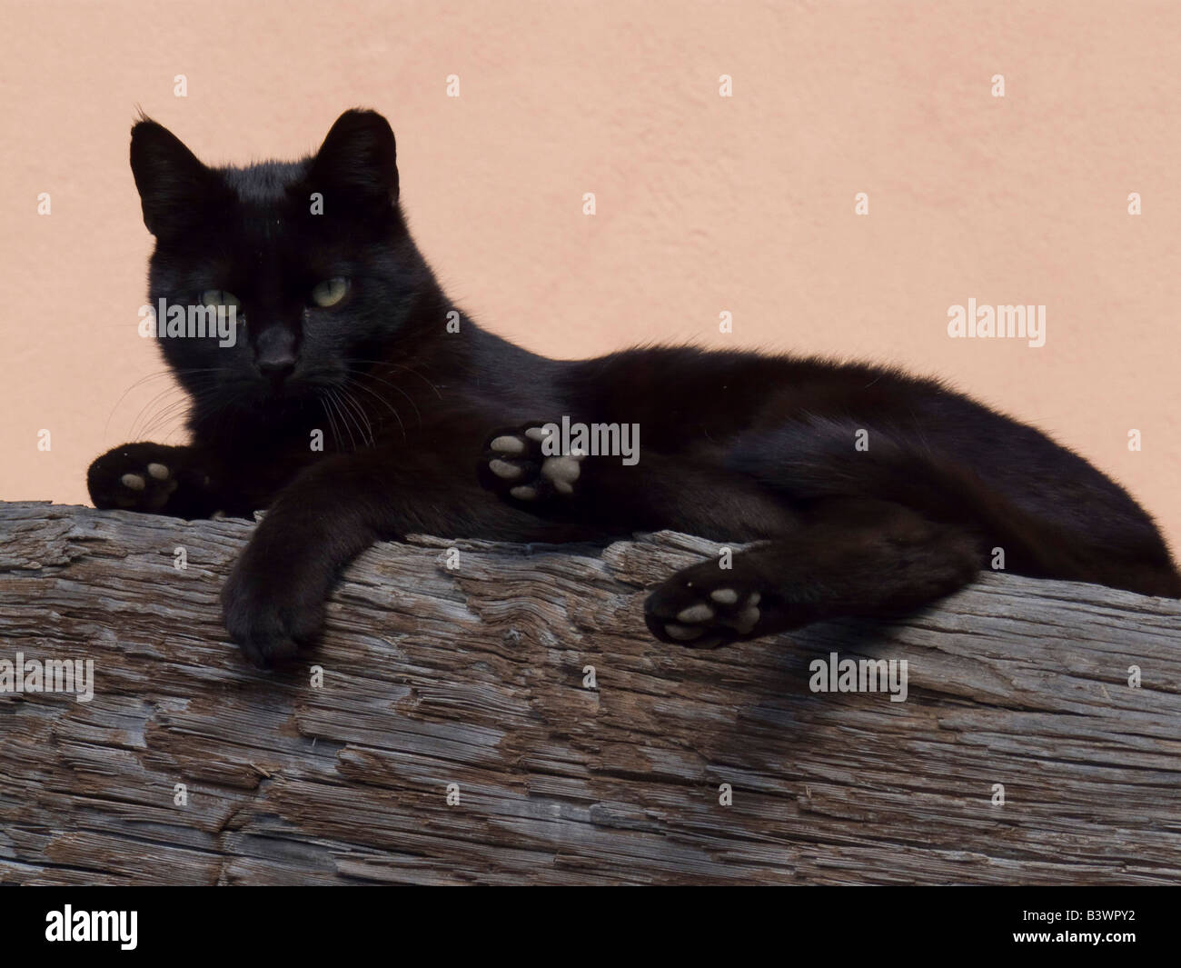 Schwarze Katze, die sitzt auf einem Baumstamm Stockfoto