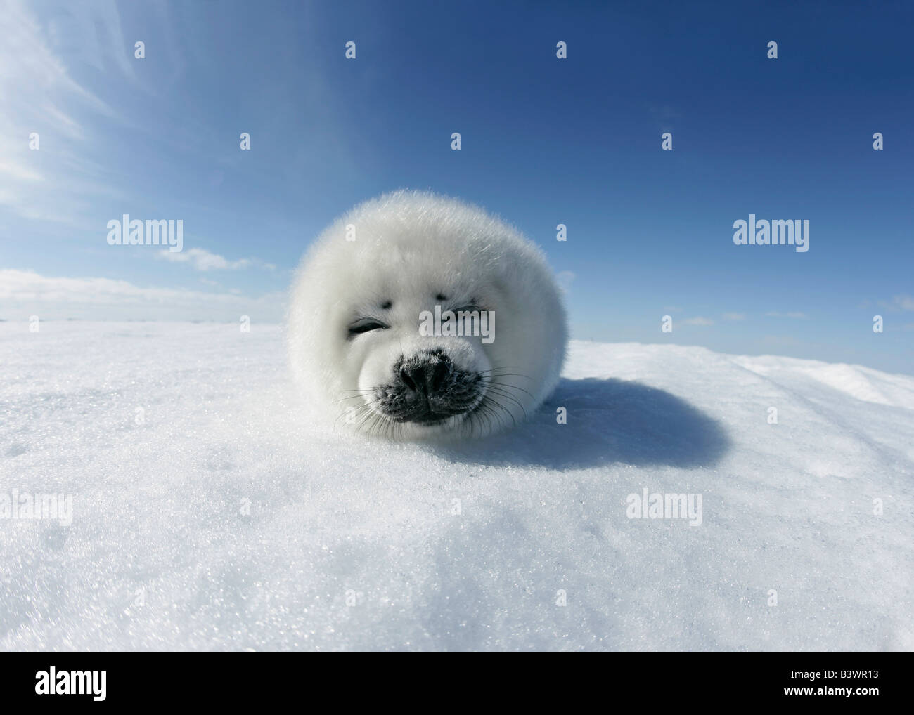 Harp Seal Pup (Phoca Groenlandica) liegen auf Schnee, Grönland Stockfoto