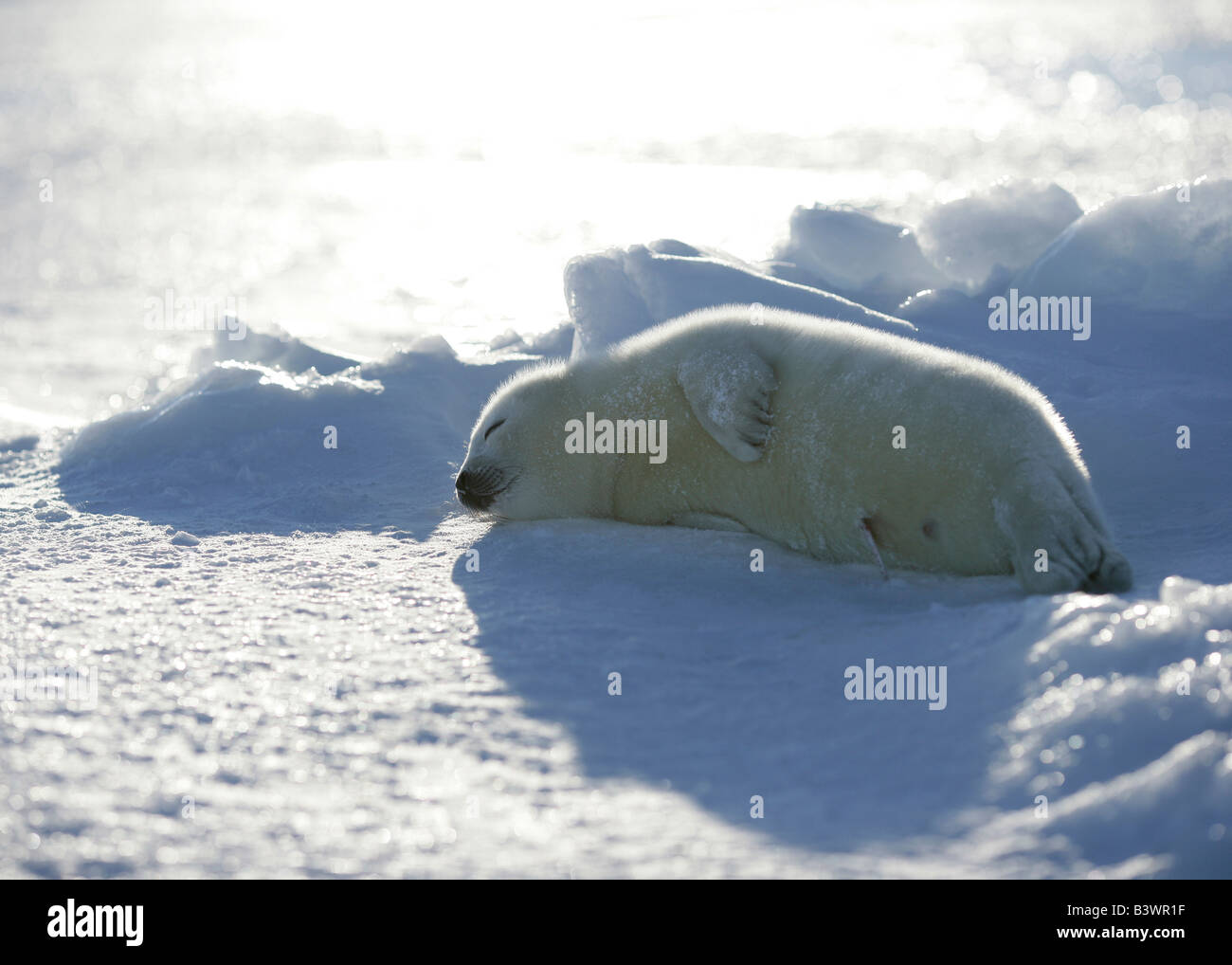 Harp Seal (Phoca Groenlandica) liegen auf Schnee, Grönland Stockfoto