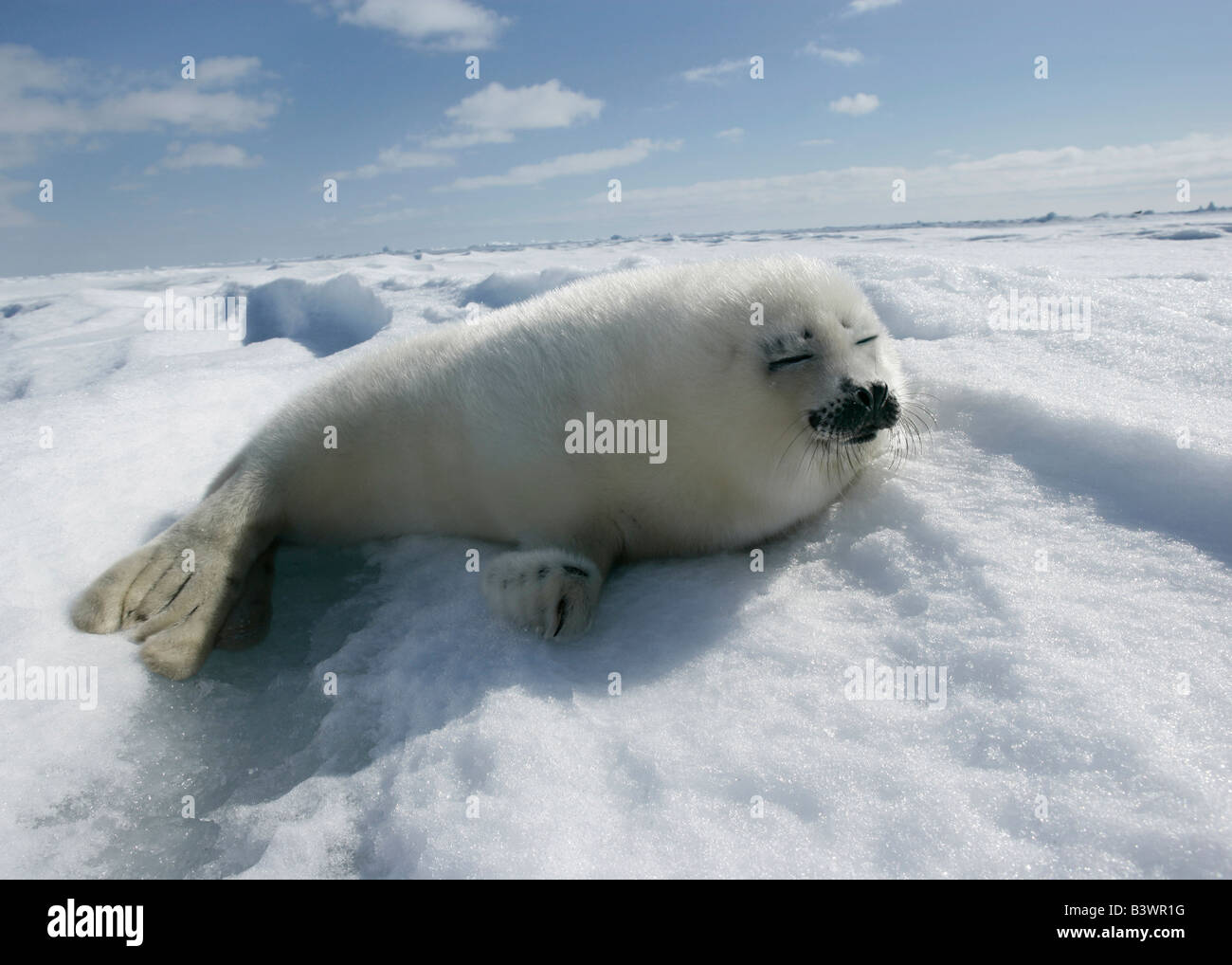 Harp Seal (Phoca Groenlandica) liegen auf Schnee, Grönland Stockfoto