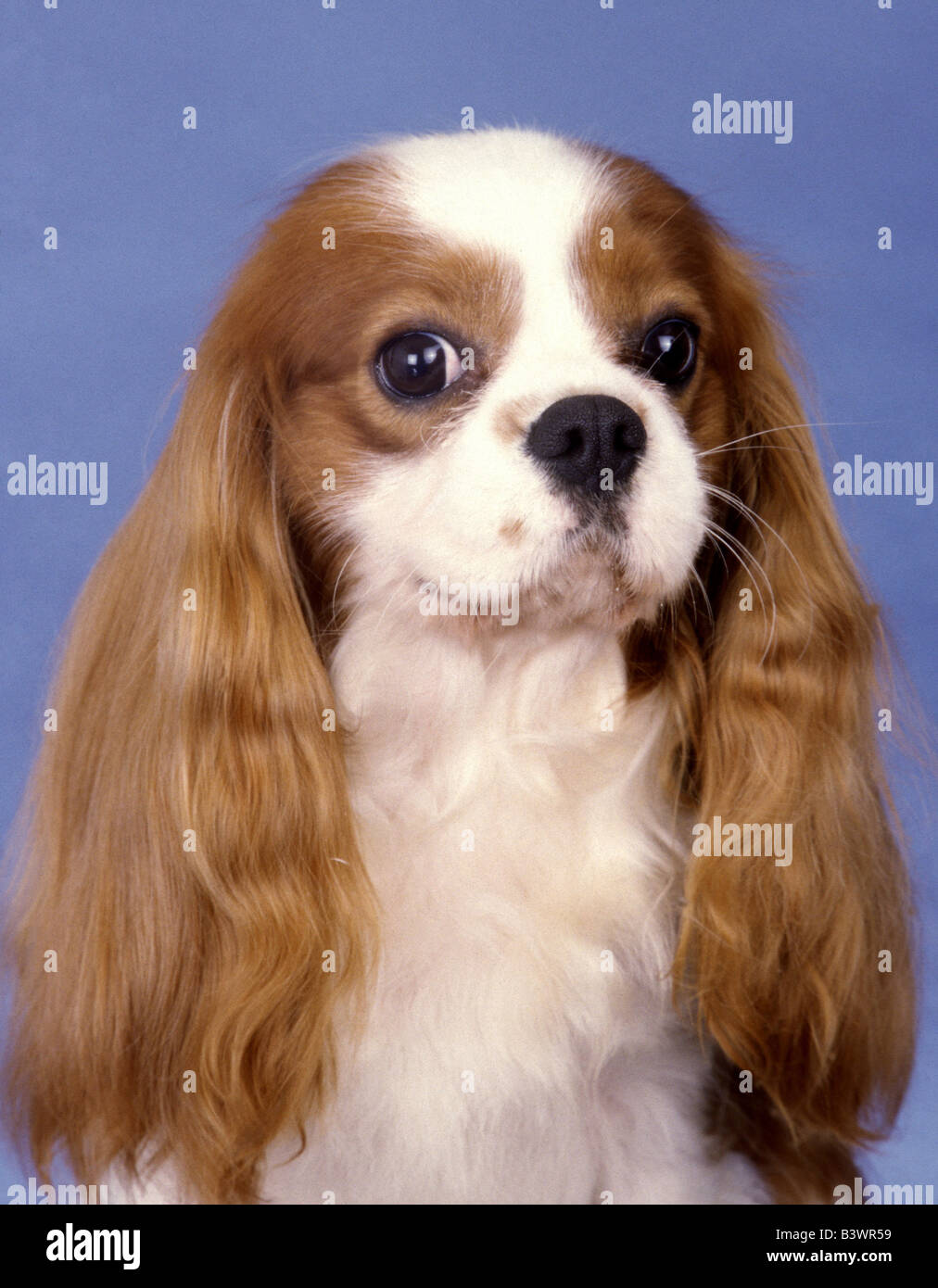 Nahaufnahme eines Hundes Cavalier King Charles Spaniel Stockfoto