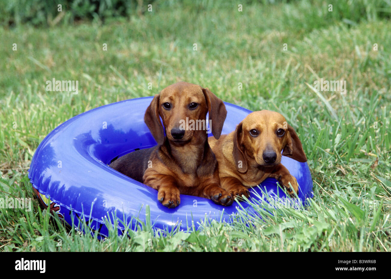 Zwei Dackel Hunde in einem aufblasbaren ring Stockfoto